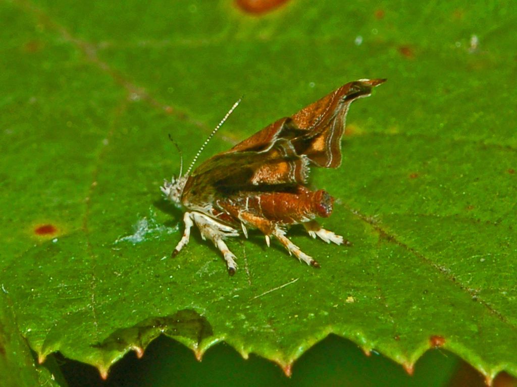 Una strana postura delle ali - Choreutis nemorana